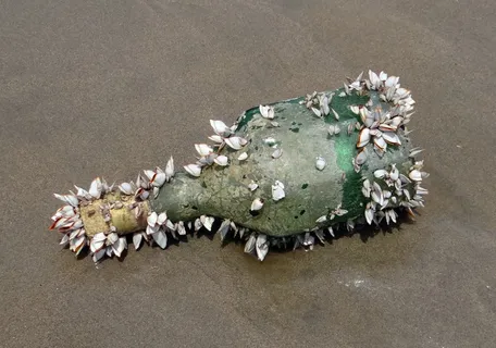 瓶子，贝壳，海洋生物，被冲上岸