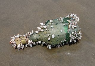 瓶子，贝壳，海洋生物，被冲上岸