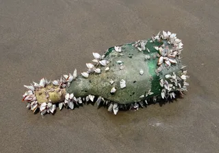 瓶子，贝壳，海洋生物，被冲上岸