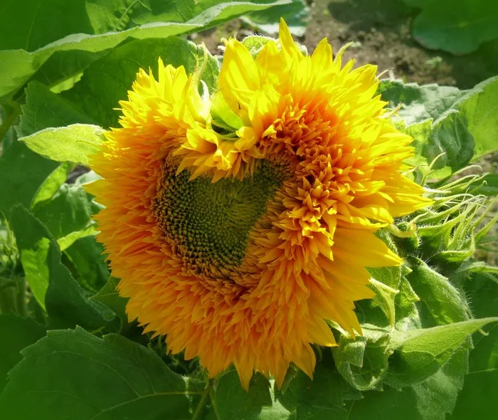 太阳花，心，心形，阳光，花，开花