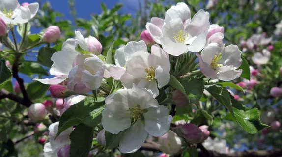 鲜花,樱花,粉色和白色,树,自然 鲜花,樱花,粉色和白色,树,自然