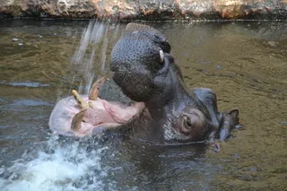 河马，河马，草食动物，哺乳动物