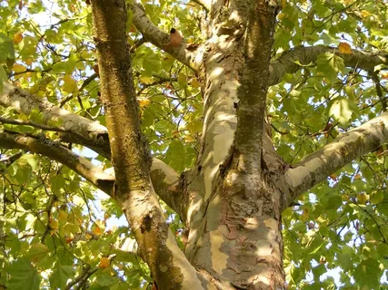 梧桐树，伦敦梧桐树，梧桐，桔梗科