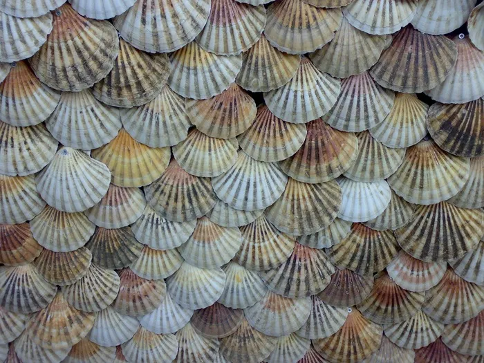 贝壳，扇贝，背景，贝类，贝壳，海