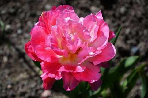 花，自然，自然，夏天，植物，花的，绿色