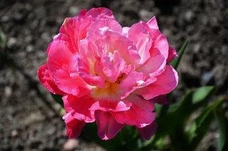 花，自然，自然，夏天，植物，花的，绿色