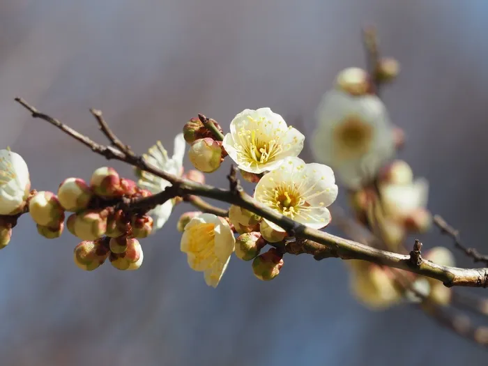 梅花，鲜花，白色梅花，白色鲜花