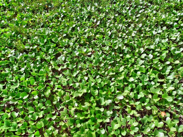 水，植物，水生植物，绿色，叶，增长，新鲜