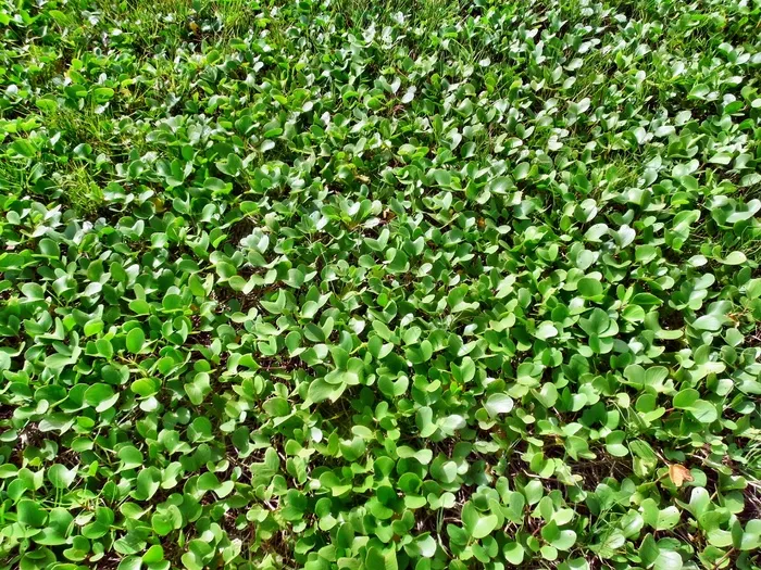 水，植物，水生植物，绿色，叶，增长，新鲜