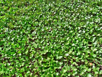 水,植物,水生植物,绿色,叶,增长,新鲜 水,植物,水生植物,绿色,叶,增长,新鲜