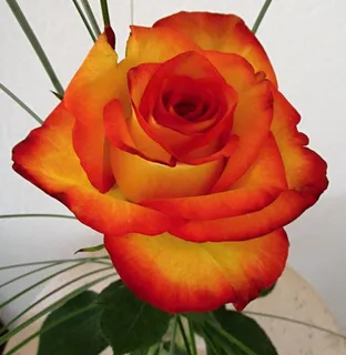 玫瑰，鲜花，花，植物，玫瑰绽放，美，爱