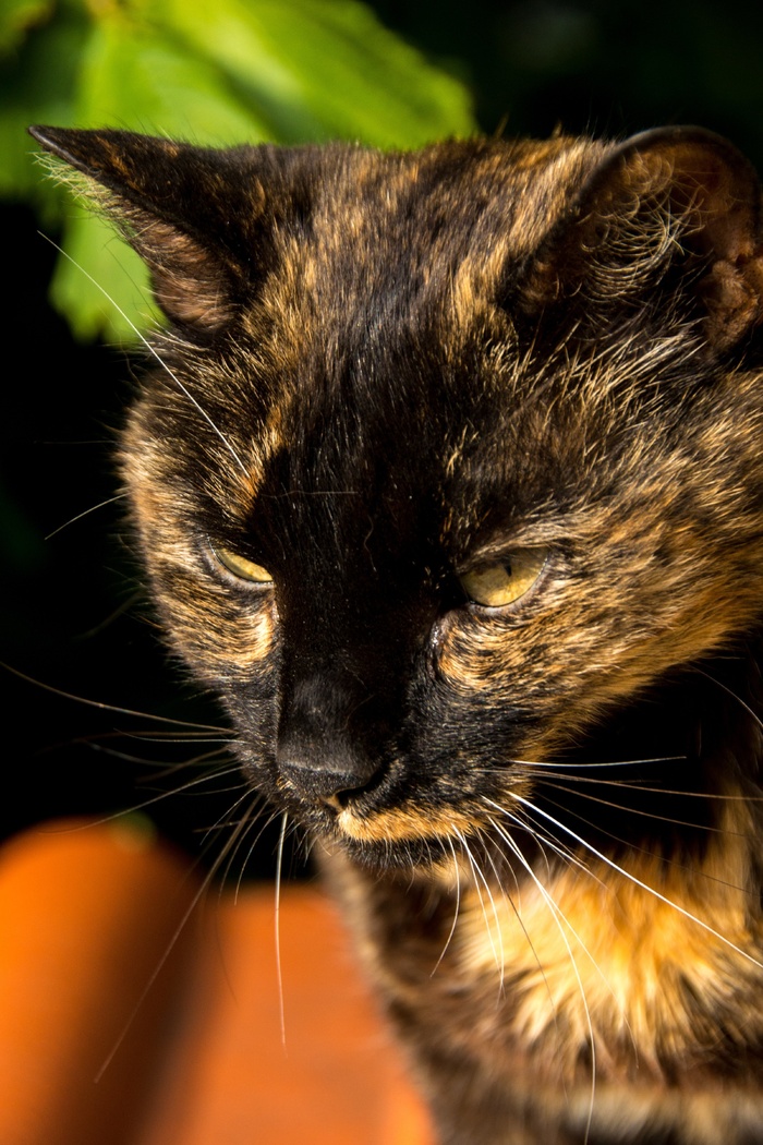 猫，肖像，宠物，家猫，毛皮，亲爱的，甜