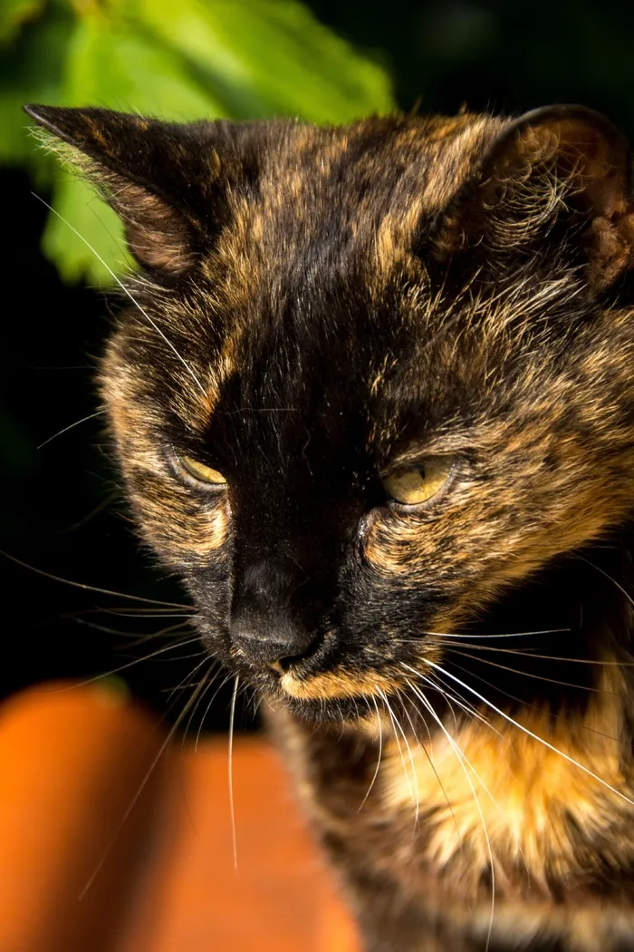 猫，肖像，宠物，家猫，毛皮，亲爱的，甜