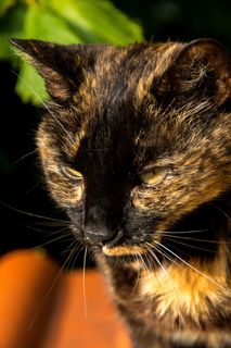 猫，肖像，宠物，家猫，毛皮，亲爱的，甜