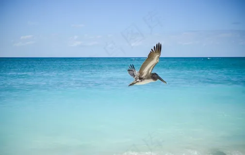 海鸥,海洋,湖泊,飞机,莱尔德,鸟飞鹈鹕