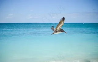 海鸥,海洋,湖泊,飞机,莱尔德,鸟飞鹈鹕