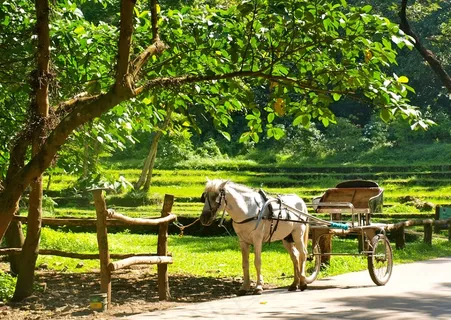 马，马车，农村，运输，复古，酿酒
