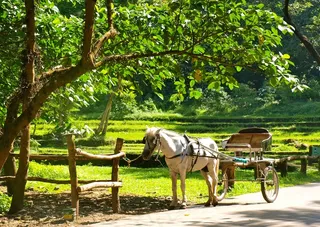 马，马车，农村，运输，复古，酿酒