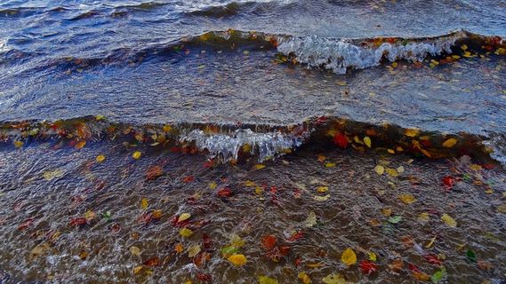湖，波，叶子，秋，秋天的树叶