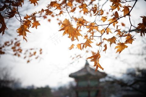 枫,意见,秋,叶,树,枝杈,新鲜 枫,意见,秋,叶,树,枝杈,新鲜