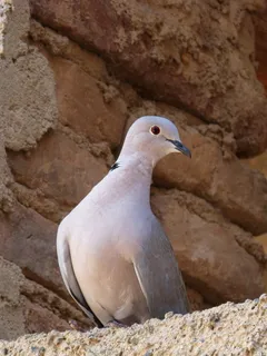 斑鸠,鸟,Tortola,鸟 斑鸠,鸟,Tortola,鸟