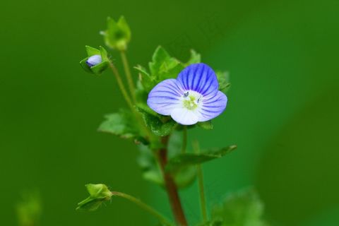 Speedwell，共同领域Speedwell，蓝色