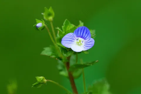 Speedwell,共同领域Speedwell,蓝色 Speedwell,共同领域Speedwell,蓝色