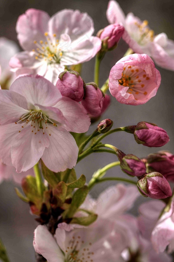 开花，厂，性质，鲜花，灌木，布什