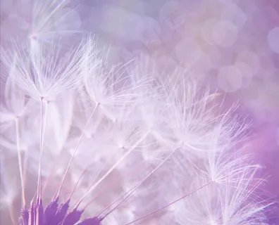 花背景,桌面花纹,雪花背景,背景,花纹底,紫色蒲公英的近似