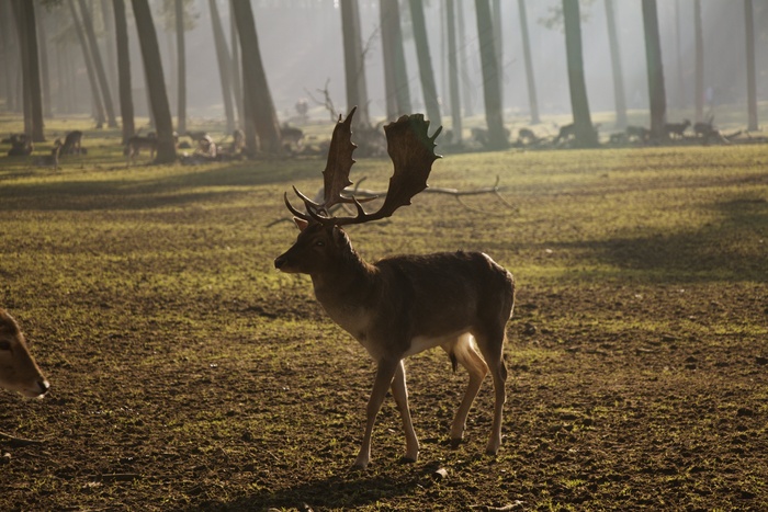 鹿茸，持有人，野生动物，自然