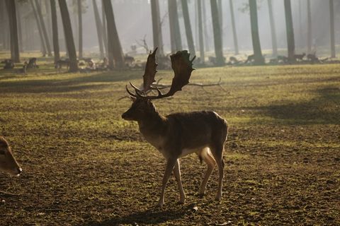 鹿茸，持有人，野生动物，自然