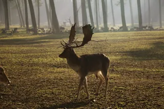 鹿茸，持有人，野生动物，自然