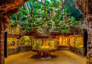 水族馆，鱼，水下，海洋生物，斯坎森，斯德哥尔摩