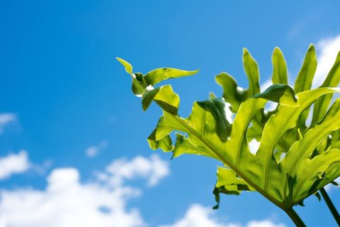 抽象背景，叶，天空，蓝色，自然抽象