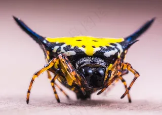 蜘蛛，蜘蛛，昆虫，关闭，黄色，异国情调