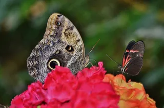 蝴蝶，动物，昆虫，野生动物，飞，宏，翅膀