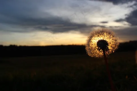 蒲公英,太阳,日落,景观,自然,秋 蒲公英,太阳,日落,景观,自然,秋