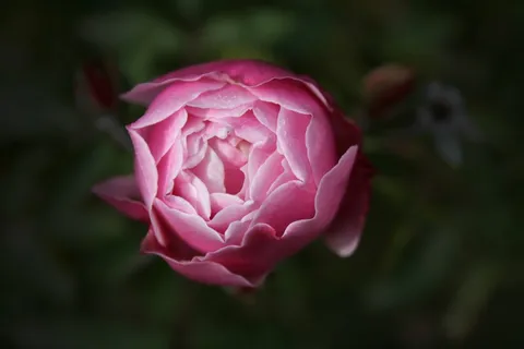 玫瑰,牡丹,花园,粉红色,和平的,心情,园艺 玫瑰,牡丹,花园,粉红色,和平的,心情,园艺