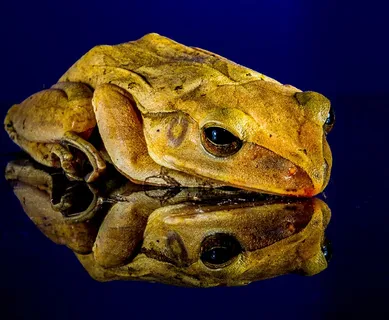 青蛙，关闭，镜像