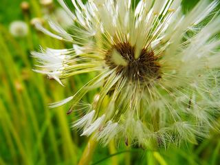 蒲公英，绒毛，宏，蒲公英，褪色，白