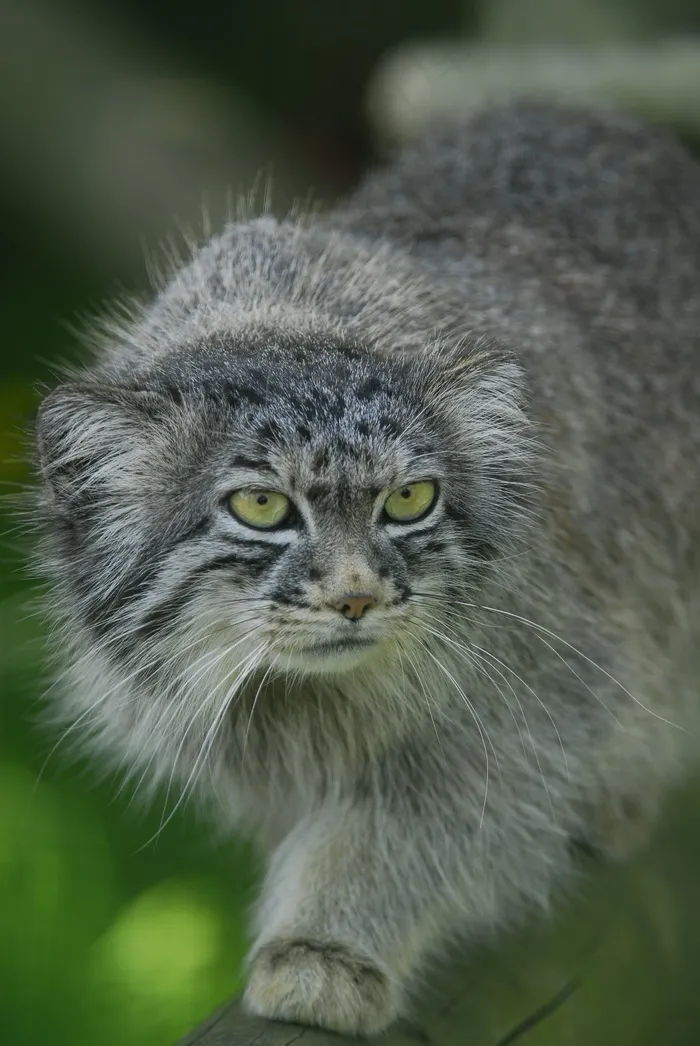 帕拉斯猫，曼努尔，野猫，猫科动物，Otocolobus曼努尔