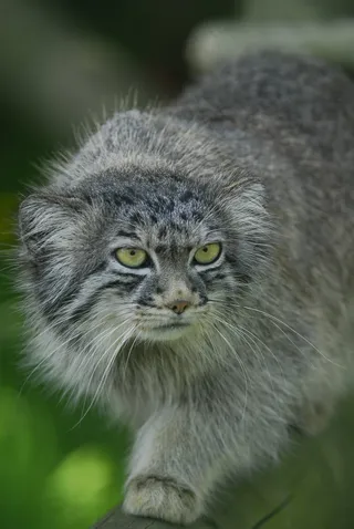 帕拉斯猫，曼努尔，野猫，猫科动物，Otocolobus曼努尔