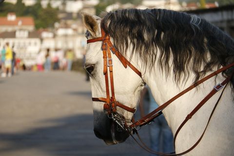 马，疲倦，头，动物，马头，自然