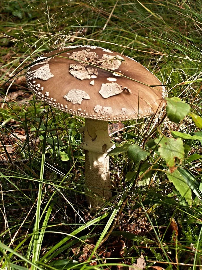 草，真菌，Mochomůrka，宏，叶子