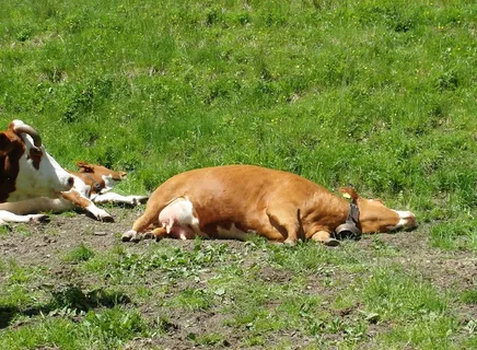 热，牛，牧场，五旬节，2014，说谎，阿尔姆，累