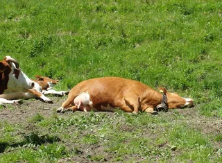 热，牛，牧场，五旬节，2014，说谎，阿尔姆，累