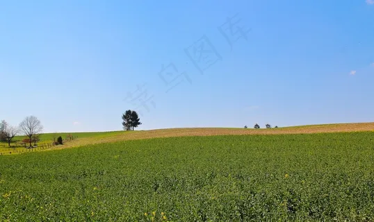 景观，自然，田野，草，天空