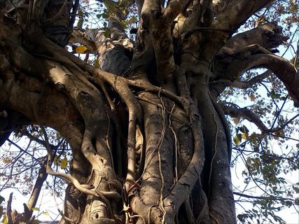 树枝，树，有机，农业，户外