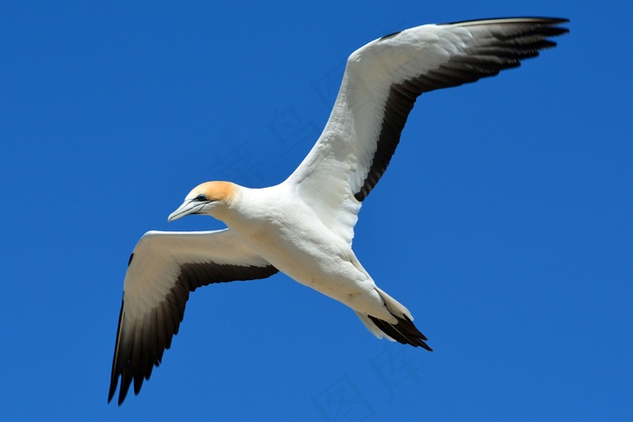 塘鹅，动物世界，鸟，飞，自由