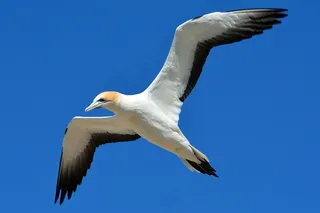 塘鹅，动物世界，鸟，飞，自由